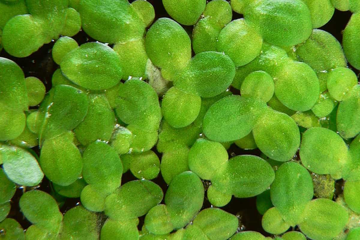 Duckweed